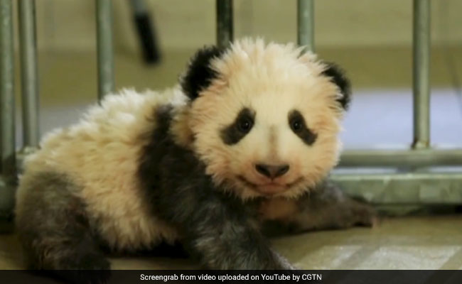 Watch: Giant Panda Cub Takes His First Steps. Cuteness Overload