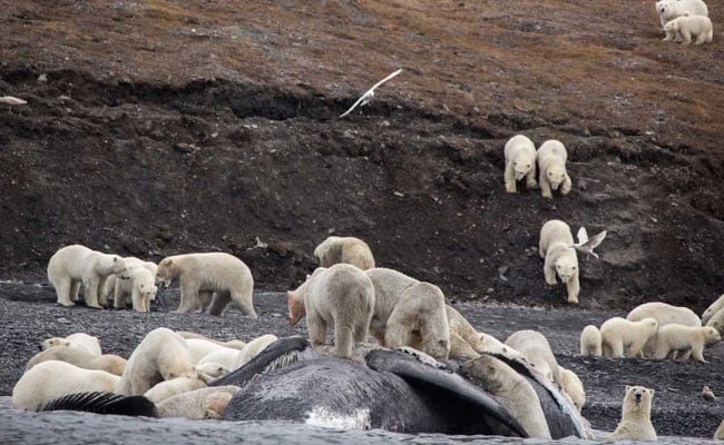 200 Polar Bears Crowd To Feast On Carcass Of Whale That Washed Ashore