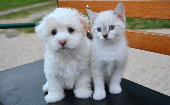 Britain Bans Puppy And Kitten Sales By Pet Shops