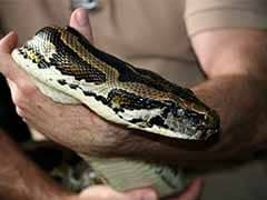 Drunk Teen Hid Baby Python In His Pants. What Gave Him Away