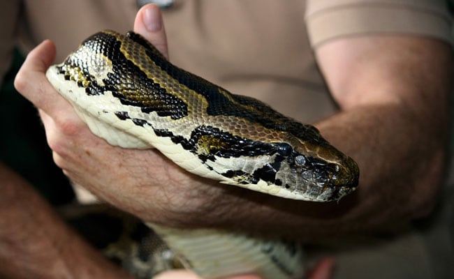 Drunk Teen Hid Baby Python In His Pants. What Gave Him Away