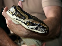 Drunk Teen Hid Baby Python In His Pants. What Gave Him Away Drunk Teen Hid Baby Python In His Pants. What Gave Him Away