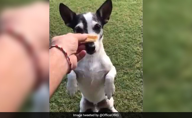 Rahul Gandhi's Rare Appearance Post Poll Results Features Pet 'Pidi'