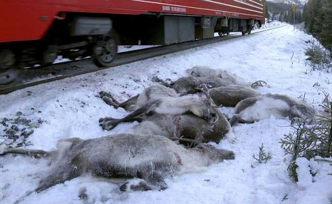 Christmas Horror: Trains Mow Down More Than 100 Reindeer