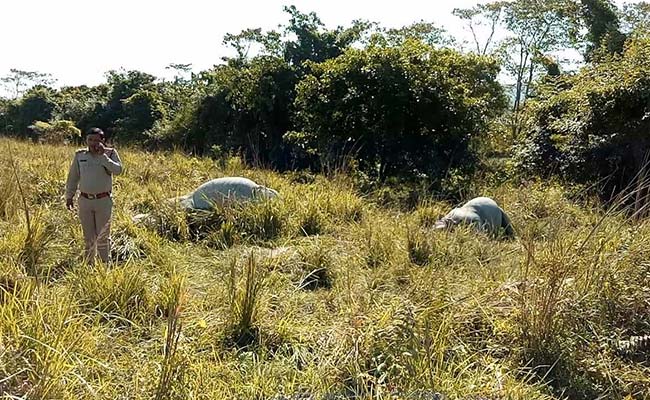 Rhino, Calf Shot Dead In Kaziranga National Park In Assam