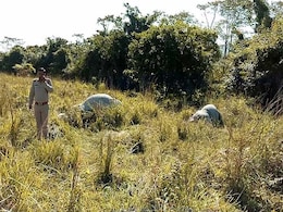 Rhino, Calf Shot Dead In Kaziranga National Park In Assam Rhino, Calf Shot Dead In Kaziranga National Park In Assam