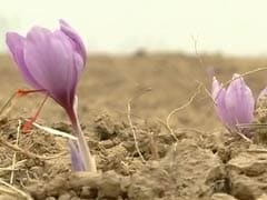 Kashmir's Saffron Farmers' Earnings Dry Up Due To Weak Rains