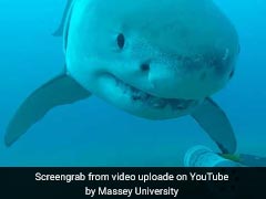 VIDEO: अंडर वाटर कैमरे के साथ 4 मीटर लंबी शार्क ने किया यह कारनामा, वीडियो देख खुली रह जाएंगी आंखें