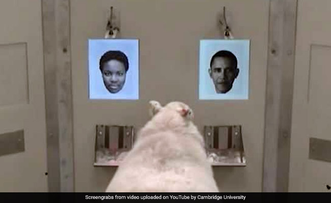 Sheep Able To Recognise Photos Of Barack Obama, Others: Neuroscientists