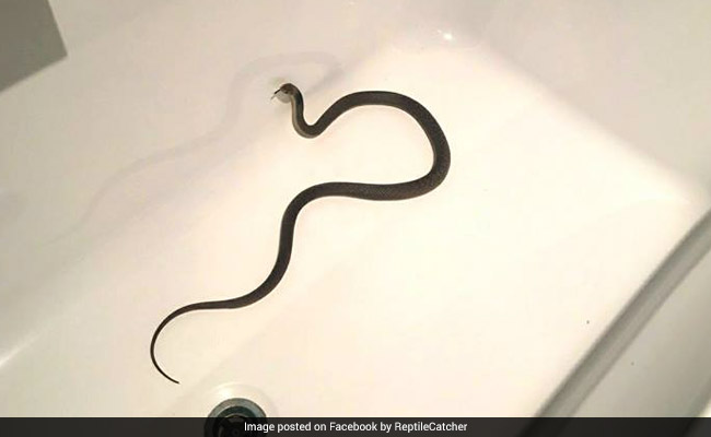 Family Finds Scary Surprise In Bathroom - A Deadly Snake In The Tub