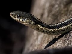 5-Foot Checkered Keelback Snake Spotted At Amit Shah's Residence