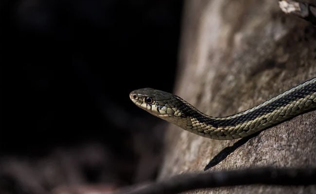 Snake On A Train, Man Who Killed Him With Bare Hands Is Internet Hero