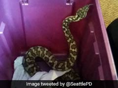Watch: Toddler Finds 4-Foot Snake In Toilet
