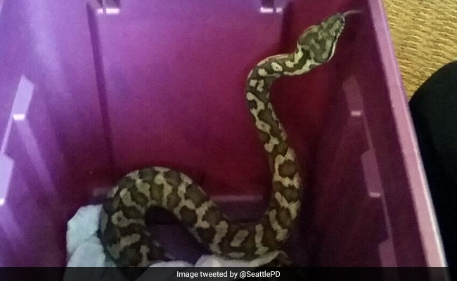 Watch: Toddler Finds 4-Foot Snake In Toilet