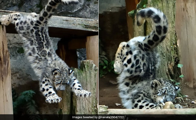 In Pics: Snow Leopard's First Jump Is A Big Fail, But It's Adorable Anyway