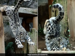 In Pics: Snow Leopard's First Jump Is A Big Fail, But It's Adorable Anyway In Pics: Snow Leopard's First Jump Is A Big Fail, But It's Adorable Anyway