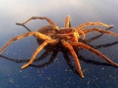 Giant Spider Terrifies Woman In Car. Video Will Give You Goosebumps