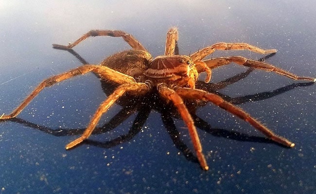 Giant Spider Terrifies Woman In Car. Video Will Give You Goosebumps