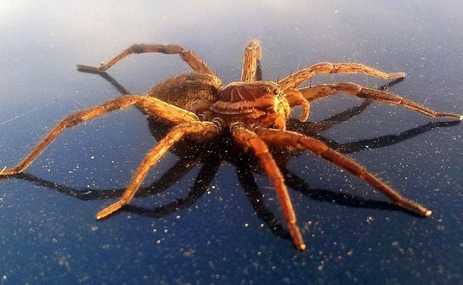 Spider Web Inspired Implant May Control Type 1 Diabetes