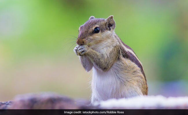 Some Squirrels Are Ruthless Predators That Devour Meat: Study