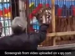 Chinese Man Tries To Feed Banknotes To Tiger, Loses Fingers