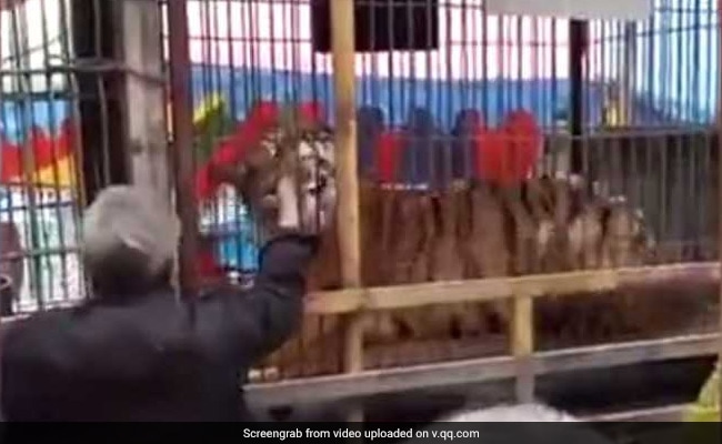 Chinese Man Tries To Feed Banknotes To Tiger, Loses Fingers