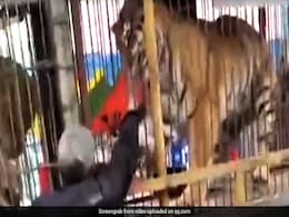 शेर के पिंजरे में हाथ देना पड़ा महंगा, देखें ये Shocking Video शेर के पिंजरे में हाथ देना पड़ा महंगा, देखें ये Shocking Video