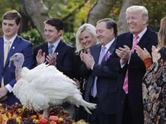 Told Pardons Granted To Turkeys By Obama Cant Be Revoked, Quips Trump