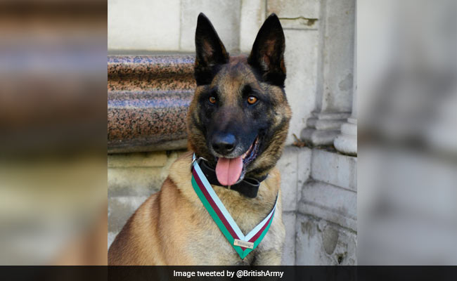 British Military Dog Awarded Medal For Saving Troops In Afghanistan