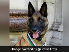 British Military Dog Awarded Medal For Saving Troops In Afghanistan