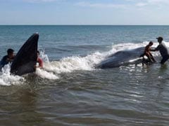 4 Whales Dies In Beach Rescue, Some With Mouths Agape