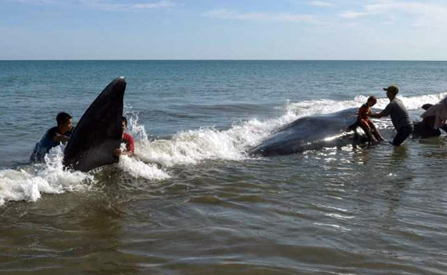 4 Whales Dies In Beach Rescue, Some With Mouths Agape