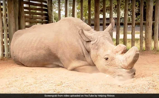 What Extinction Looks Like: Pic Of Last Male Northern White Rhino Goes Viral