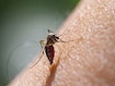 How Climate Change Impacts Transmission Of Malaria