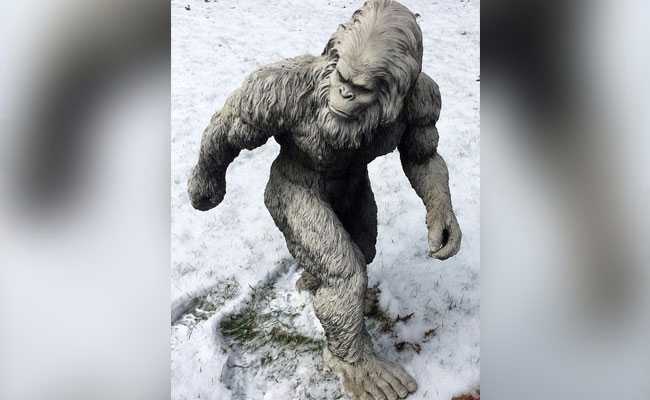 New Report Reveals Bear Facts About The Yeti