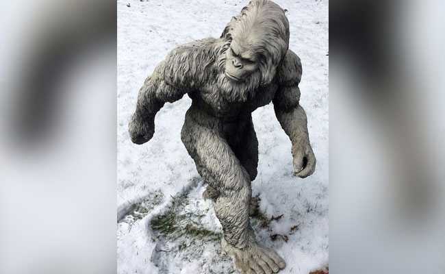 New Report Reveals Bear Facts About The Yeti