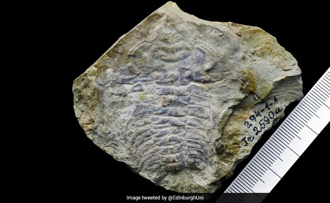 530-Million-Year-Old Fossil May Contain World's Oldest Eye: Study