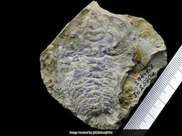 530-Million-Year-Old Fossil May Contain World's Oldest Eye: Study 530-Million-Year-Old Fossil May Contain World's Oldest Eye: Study