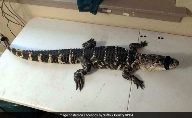 4-Foot Alligator Found Inside Home. So Muscular, It Was Named "Arnold"