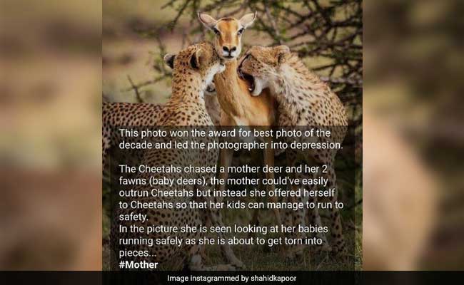 cheetah impala