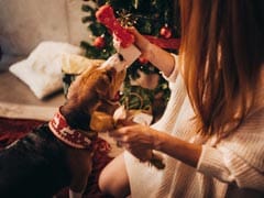Risk of Chocolate Poisoning in Dogs Four Times Higher During Christmas: Study 