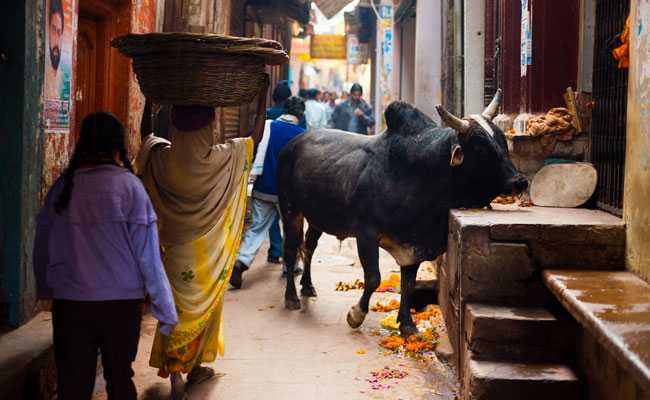 People Of UP Wish They Were Cows