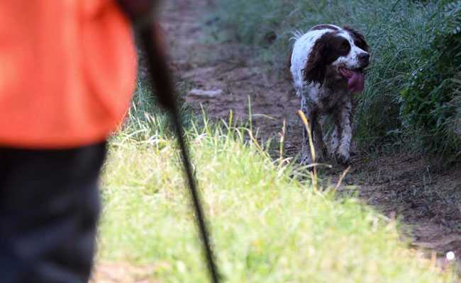 200,000 Poisoned Syringes Sold In China That Kill Dogs For Dinner Table: Report