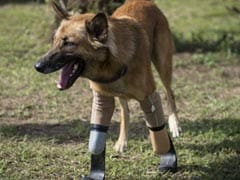 'Blade Runner' Legs Give Dog New Lease Of Life