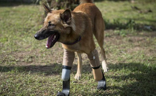 'Blade Runner' Legs Give Dog New Lease Of Life