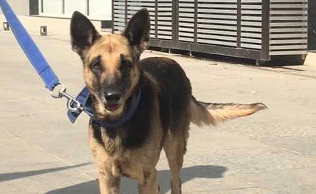 Gujarat Elections 2017: Not Only Politicians, Even Police Dog Is All Worked Up