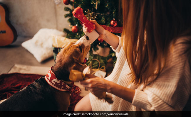 Risk of Chocolate Poisoning in Dogs Four Times Higher During Christmas: Study 