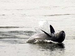 Asian Dolphins A Step Closer To Extinction, Say Scientists