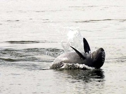 Asian Dolphins A Step Closer To Extinction, Say Scientists Asian Dolphins A Step Closer To Extinction, Say Scientists