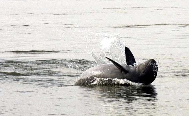 Asian Dolphins A Step Closer To Extinction, Say Scientists